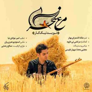 دانلود آهنگ جدید نوید نیک کار مرغ سحر دانلود آهنگ جدید نوید نیک کار مرغ سحر